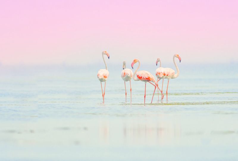 flamingo,closeup, bird, birds, wild, wings, beauty, nature, swan, feather, spread, little sparrow,animal,animals,nikon,tailorbird,portraitm,eyes,eagle,kite,flying,sky,prey Flamingosphoto preview
