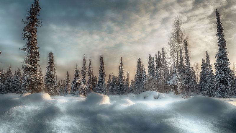 ~~Ёлки~~photo preview