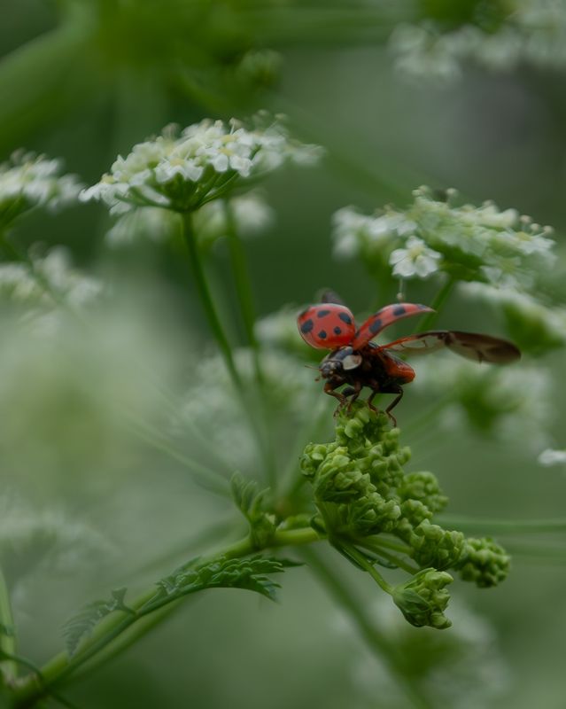Ladybug photo preview