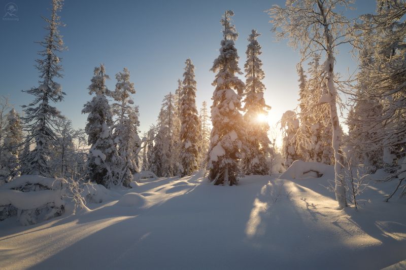 кольский, зима, фототур на кольский, мурманская область, зимний кольский Зимний лес на Кольском фото превью