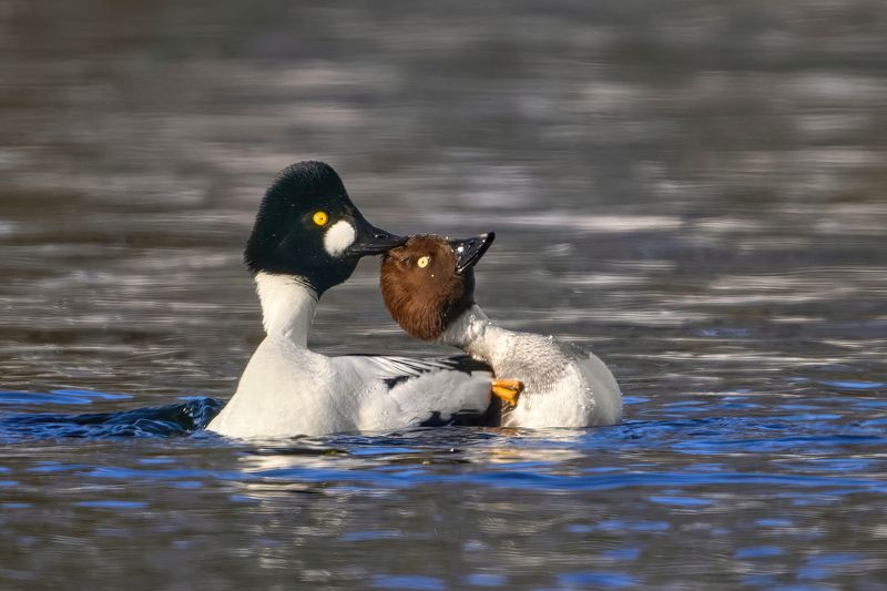 гоголь,goldeneye,Bucephala clangula, Гоголи фото превью