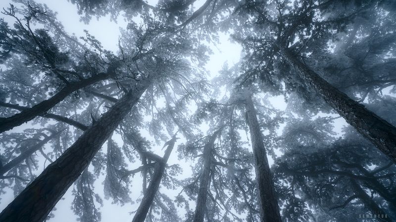 крым, ай-петри, весна, лес, снег photo preview