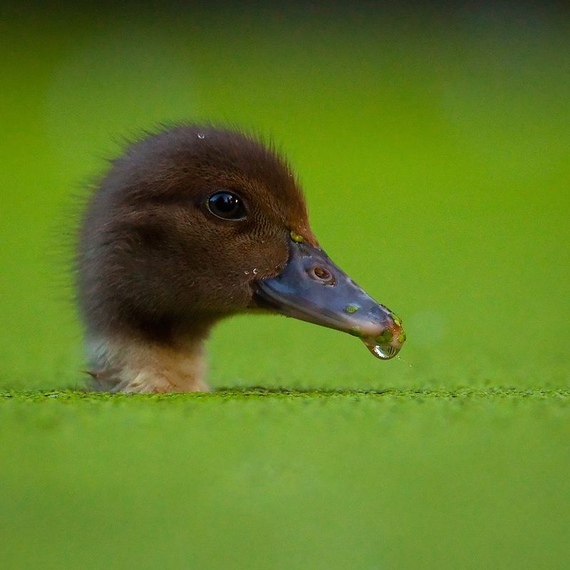 Periskopphoto preview