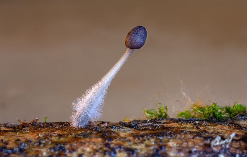 гриб, мицена, макро, мицелий, влажная камера Маленькая миценаphoto preview