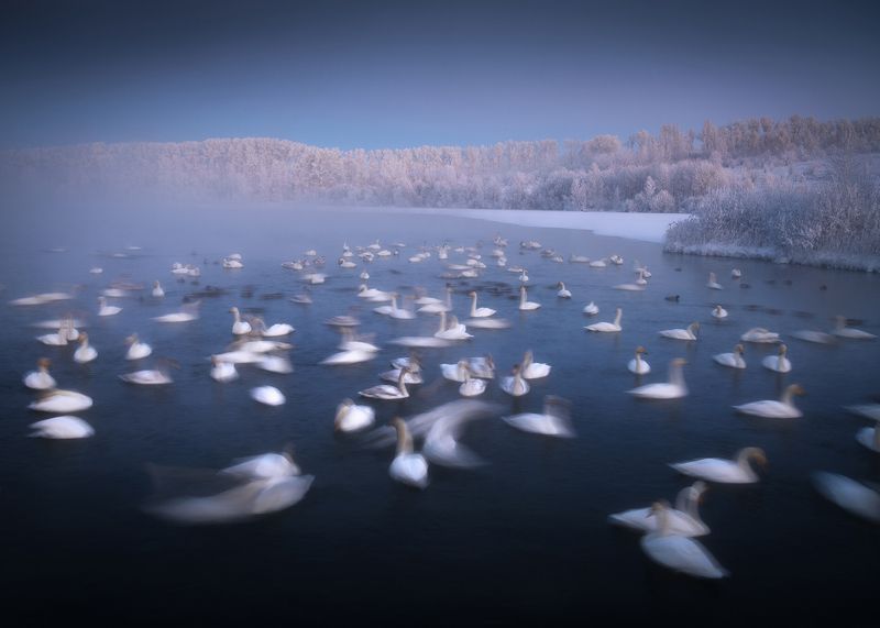 алтайский край, советский район, лебеди, лебединый заказник, лебеди-кликуны, кликуны, зимовка птиц, зимний алтай, озеро светлое Белые призраки озера Светлого фото превью