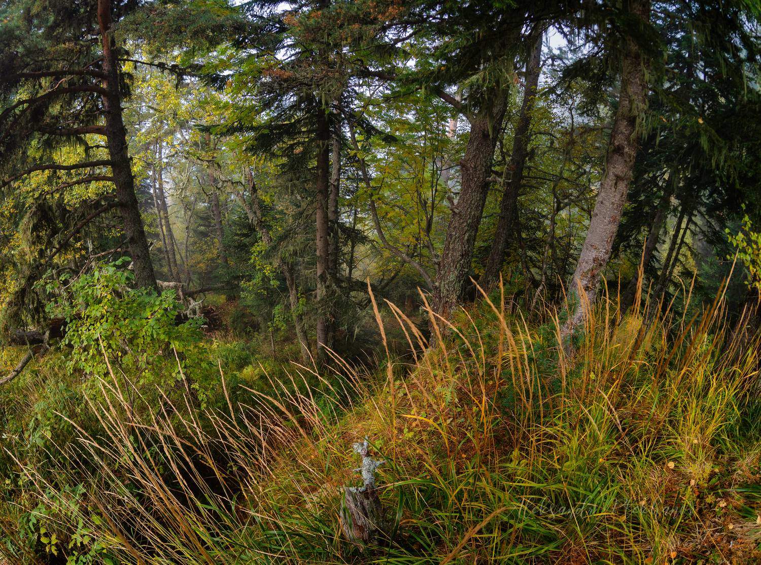 Осень. Автор: Плеханов Александр , Плеханов Александр