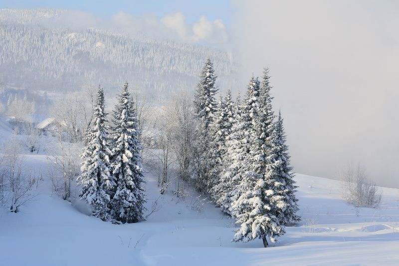 В морозном туманеphoto preview