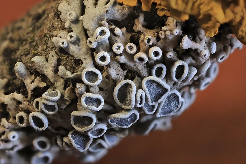 лишайники, фисция, лихенизированные грибы Лишайник Фисцияphoto preview