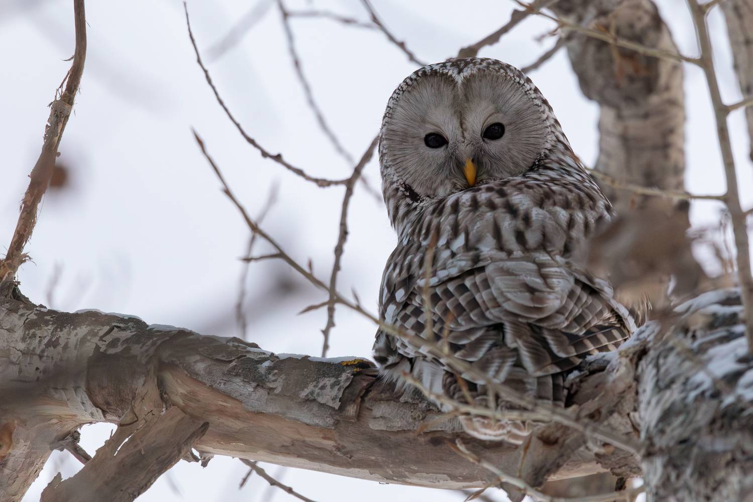 , Гильманов Артур