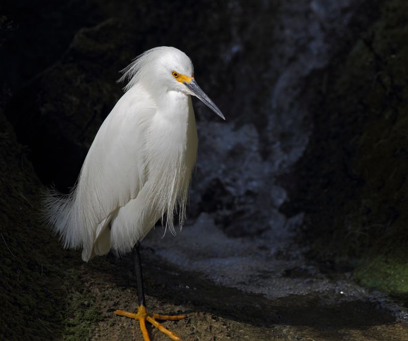 Скажи мне, кудесник, любимец  богов…»photo preview