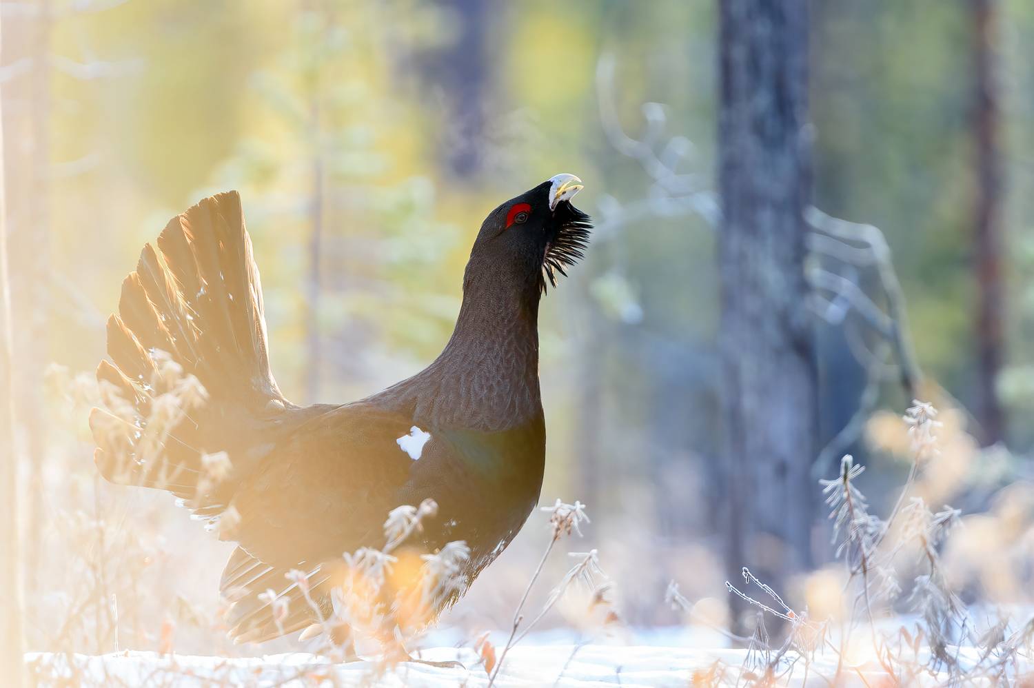 , Калинин Михаил