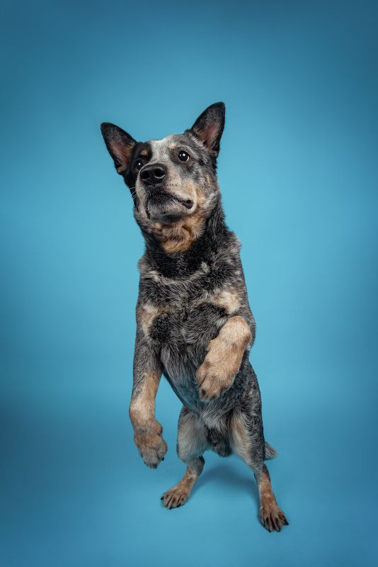 Австралийский хилерphoto preview