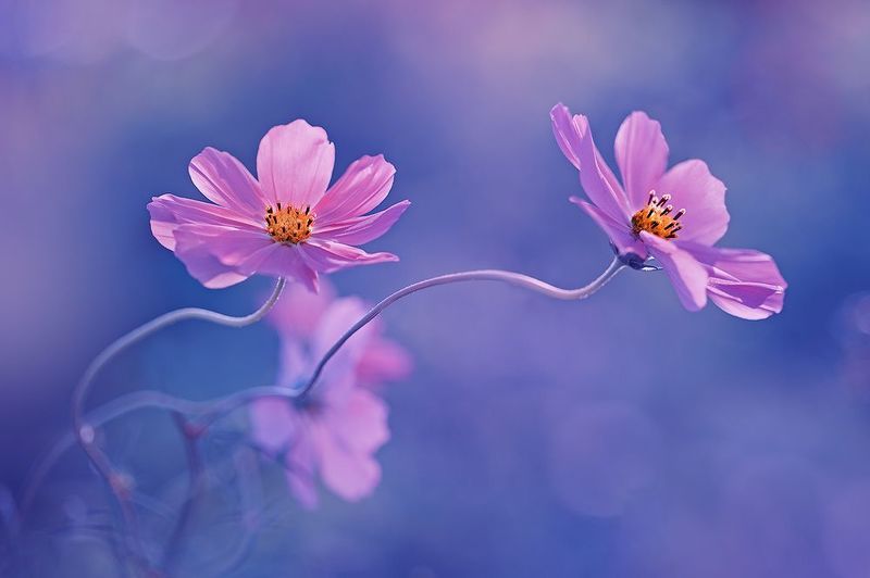 макро, природа, боке, цветы, космея, ромашка, macro, nature, flowers В небо... фото превью