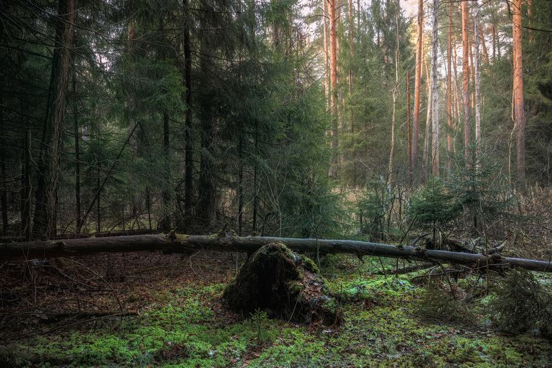 лес, деревья, листва, осень Поздняя осень в лесуphoto preview