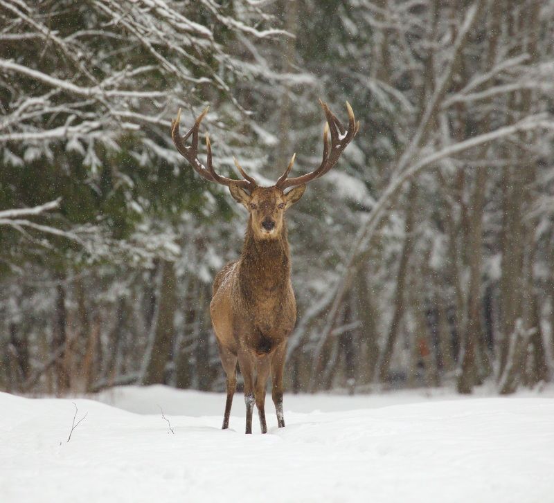 Беларусь Красный Бор февраль 2023photo preview