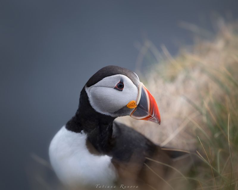 Исландские тупикиphoto preview