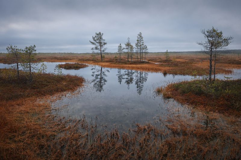 болото, осень, отражение photo preview