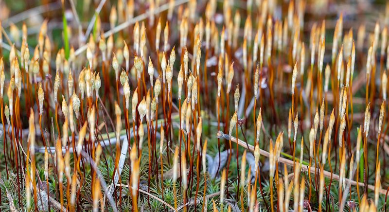 мох, коробочки, кукушкин лён Столпотворениеphoto preview