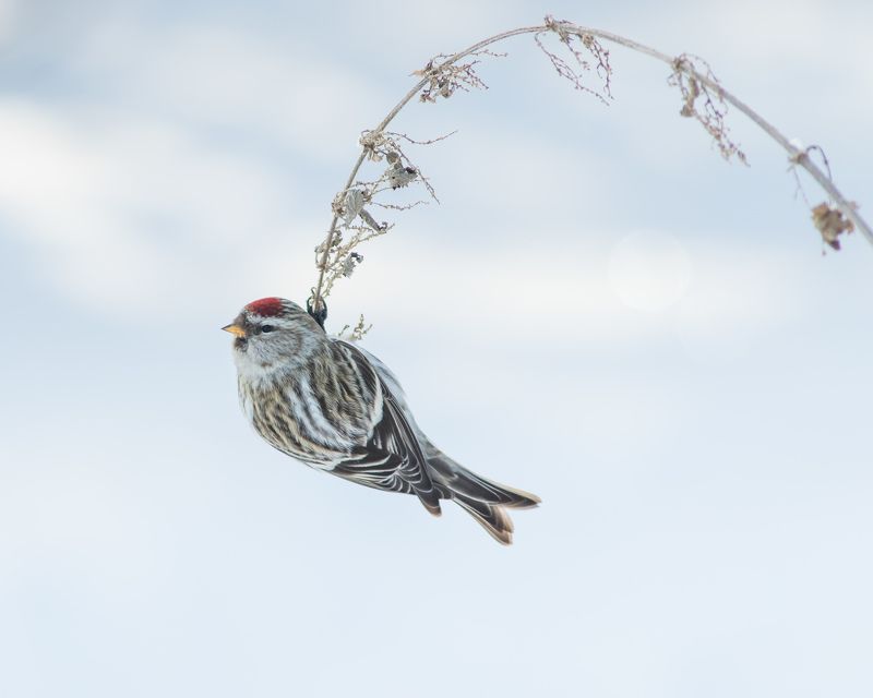 чечётка Чечёткаphoto preview