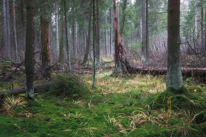 лес, деревья, листва, осень В осеннем лесуphoto preview