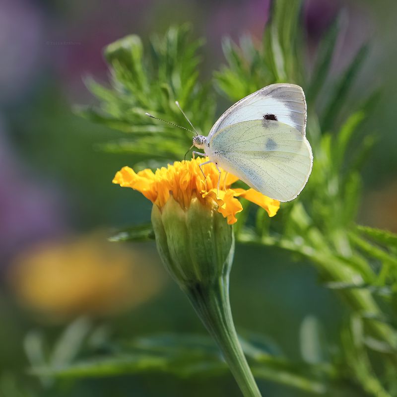 бабочка Бархатное утроphoto preview