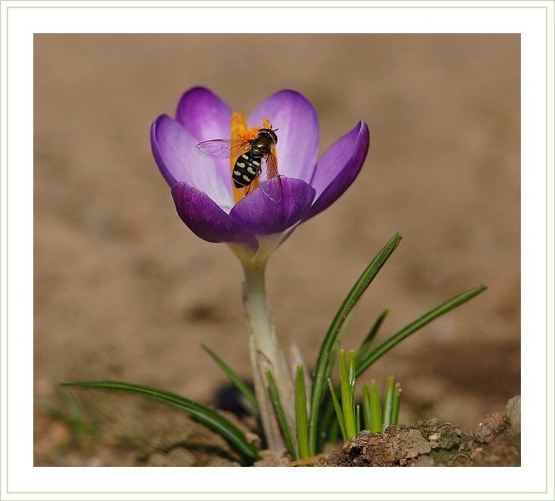 крокус,мушка,журчалка Веснаphoto preview