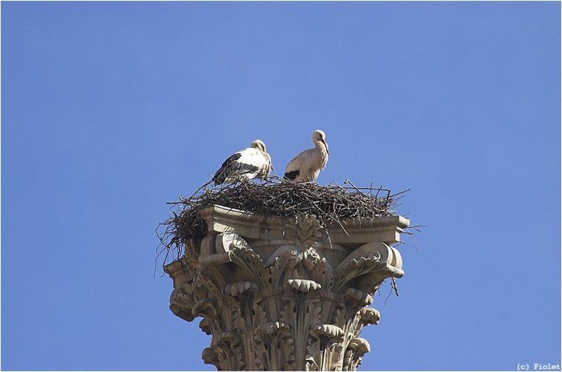 Испания, Леон, Аисты Аисты на голубомphoto preview