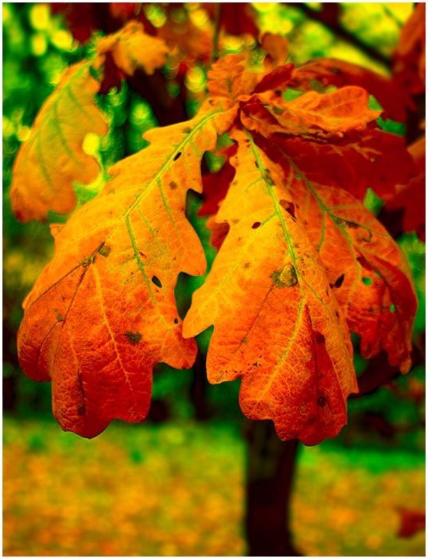 Огненная листваphoto preview