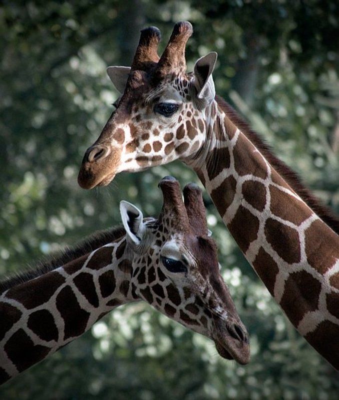 жираф, природа, животные парочка... фото превью
