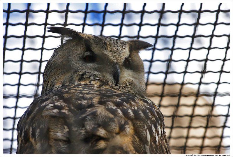 московский, зоопарк, сова Сова.photo preview