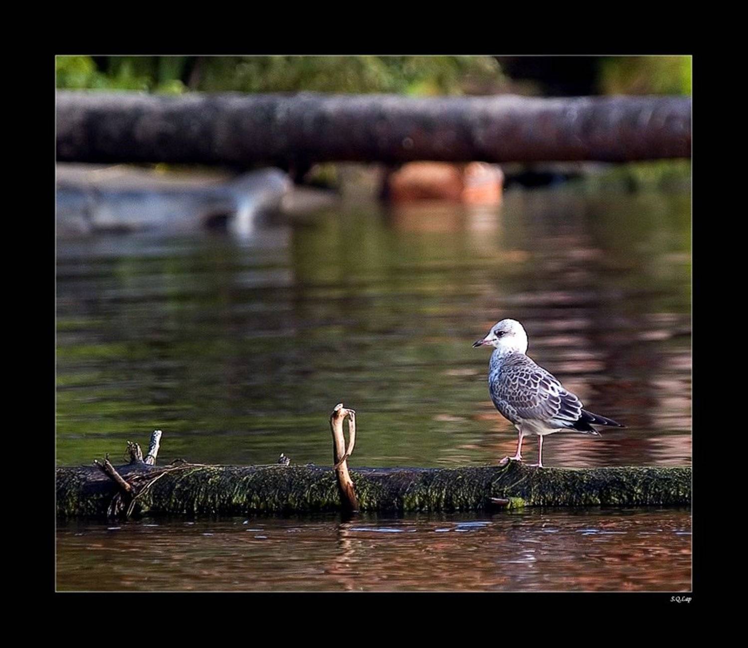 , Павел М. Цветков