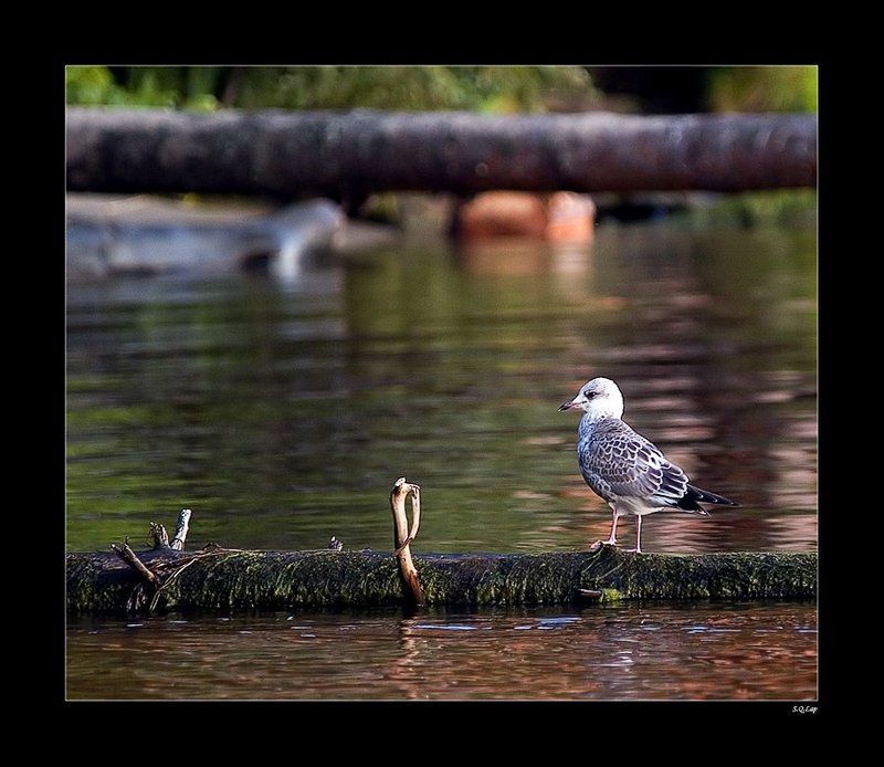 сучкИphoto preview