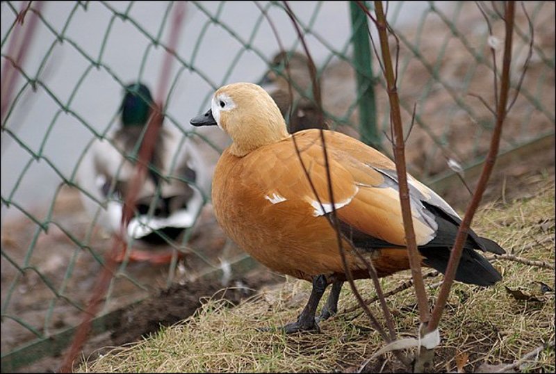 птицы, утки, зоопарк На воле и в неволеphoto preview