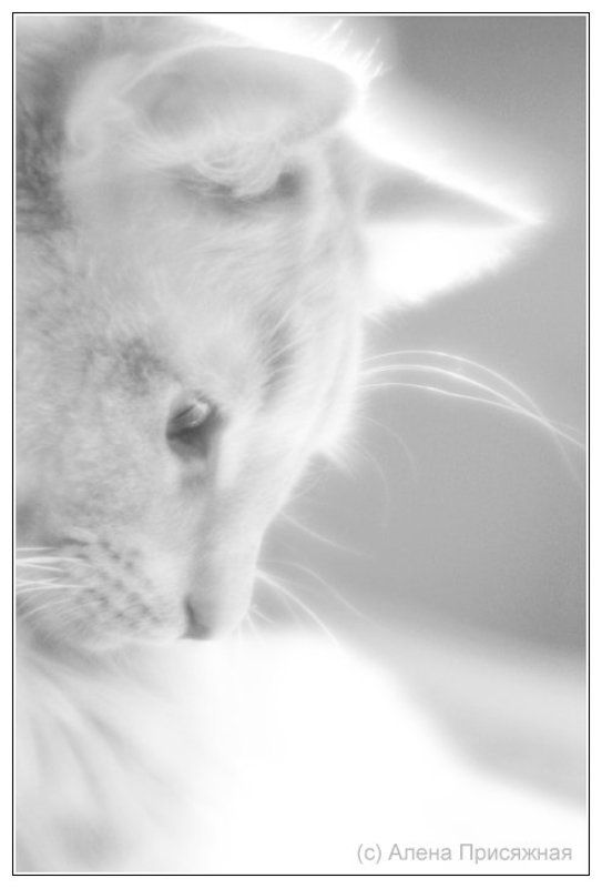 Алена, Присяжная, кот, нежность, монокль photo preview