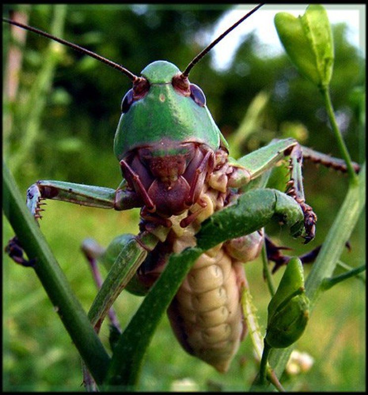 сводный брат Тараканищаphoto preview