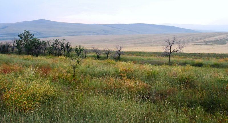 монголия, степь, холмы \