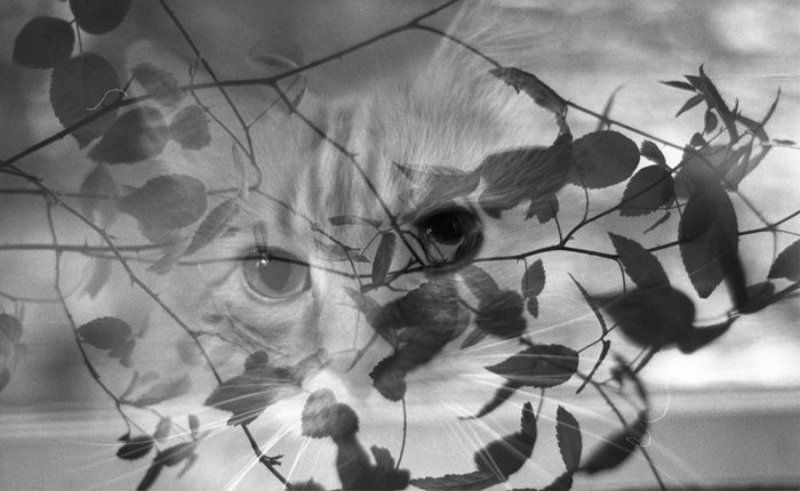 кот, плёнка, чб Взглядphoto preview