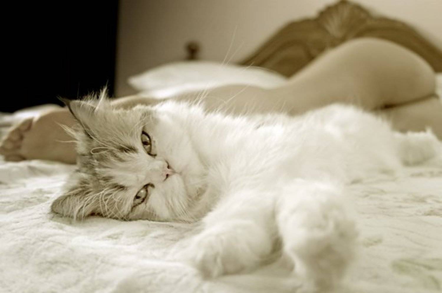 /o. Автор: Владимир Кучинский кошка,гламур,девушка, Владимир Кучинский