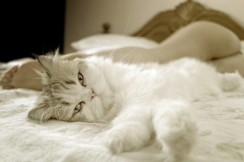 кошка,гламур,девушка /o фото превью