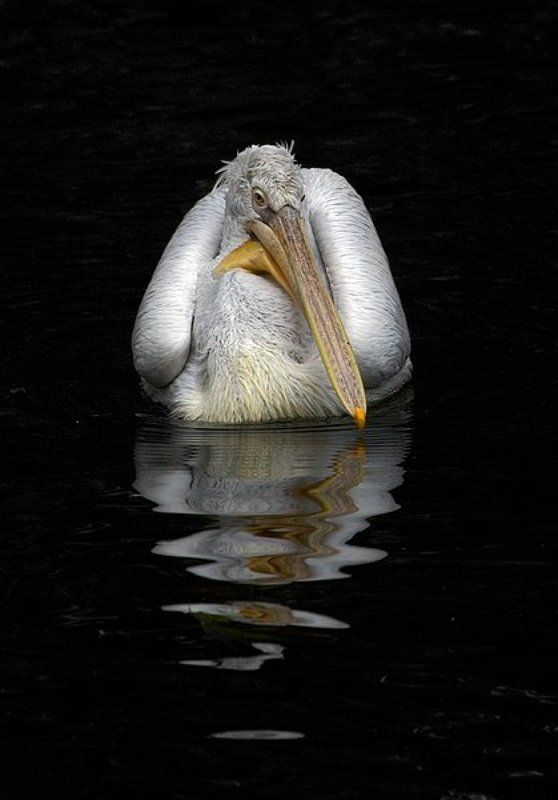 пеликан, птицы про соню... фото превью