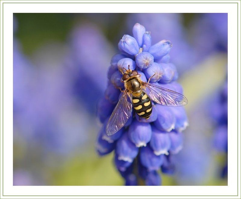 журчалка, мускари Все любят мёд :)photo preview