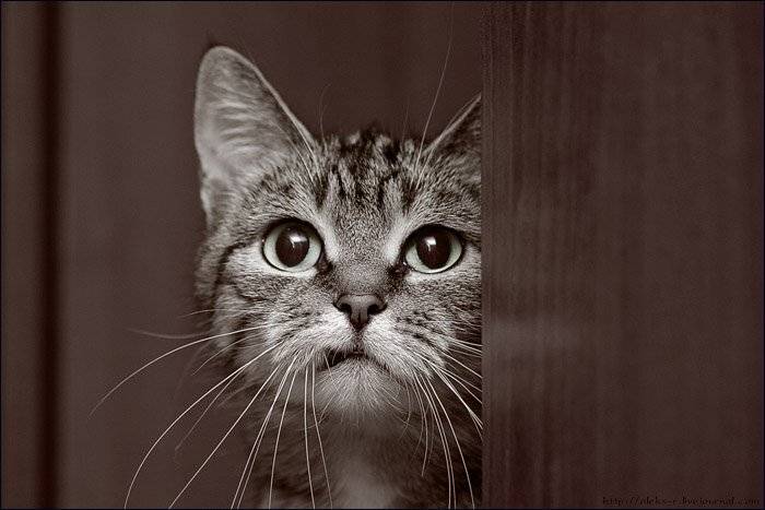 кошка,варвара, Александр Рогачёв