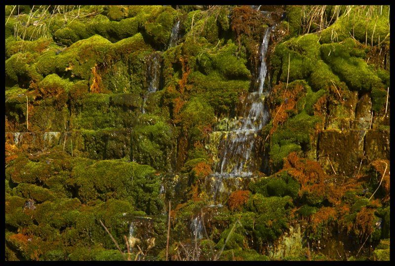 Reindeer Moss Waterfallphoto preview