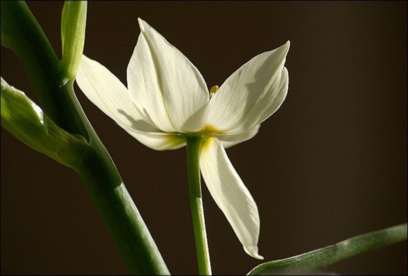 цветы Цветокphoto preview