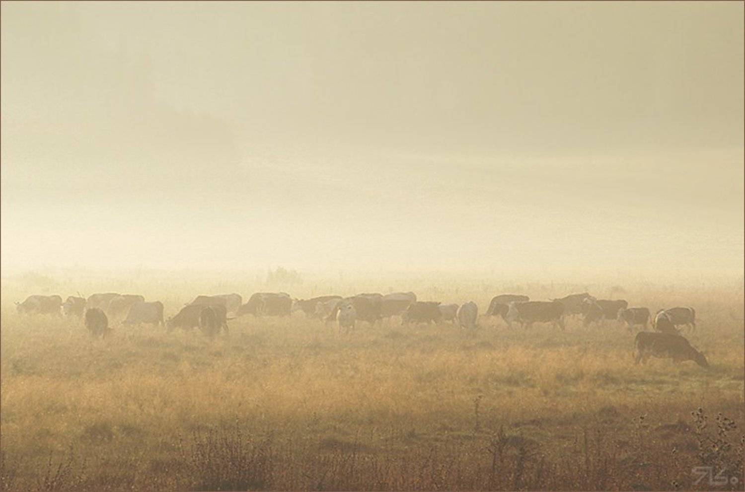 , Константин Янситов