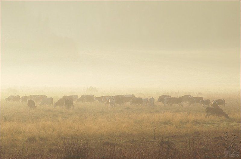 Ко...photo preview