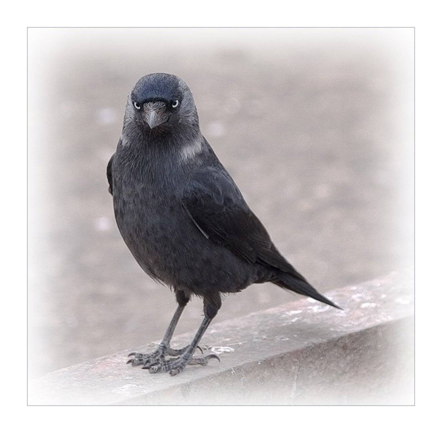 , Павел М. Цветков