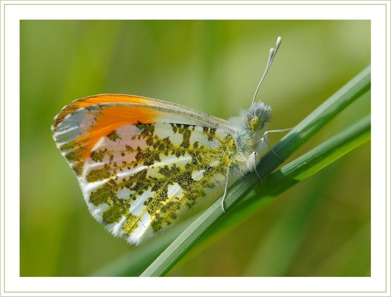 бабочка, зорька Королова(а вообще) Король весеннего лугаphoto preview