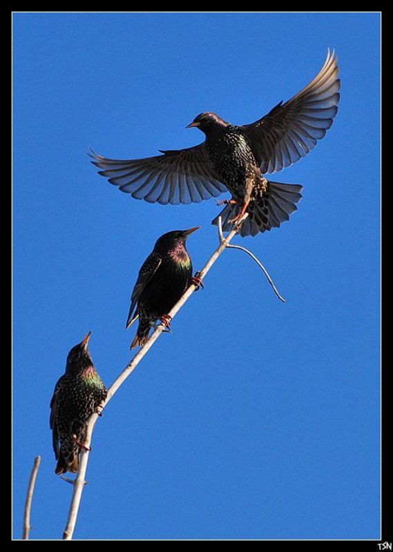 скворцы Скворцы прилетели!photo preview