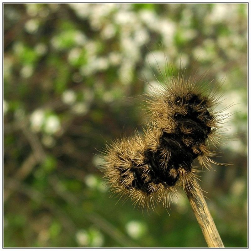 мохнатый, зверь, на, палочку, прыг Пчелайнphoto preview